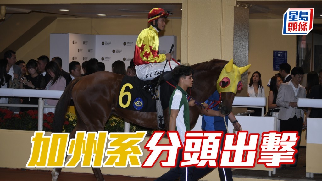 今期谷草賽事，東廄的「加州得力」及巫廄的「加州本事」(圖) 將分頭出擊。