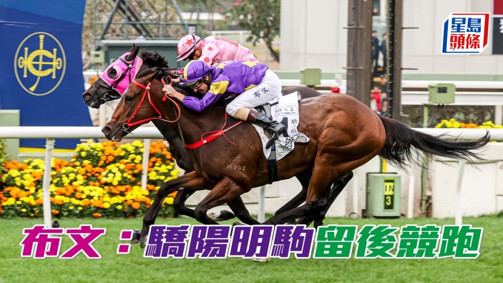 布文夥拍「驕陽明駒」將以留後戰術爭打吡。