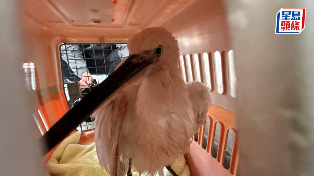 小白鷺被魚絲纏腳。蔡楚輝攝