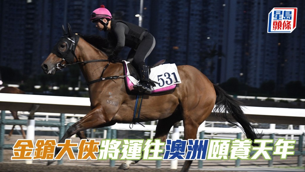 「金鎗」系馬主陳家樑表示「金鎗大俠」(圖) 因傷將會退役，會安排運往澳洲頤養天年。