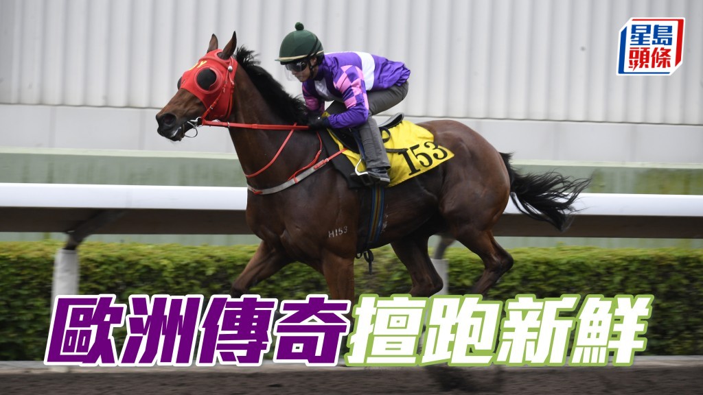 「歐洲傳奇」(圖) 暑期後輾轉已在五班上陣，再翻查此駒服役頭兩季的季內初出之役都可跑入亞軍，反映擅跑新鮮，加上腳患馬儲儲埋搏第一鋪亦非常合理。