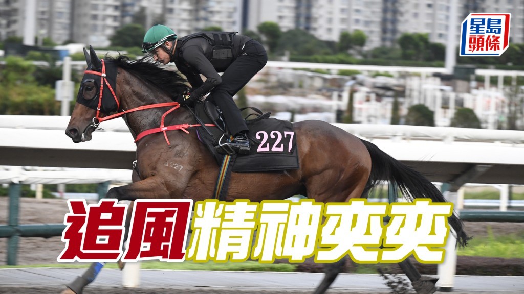 「追風」目光炯炯有神，色潤身壯相當省鏡。