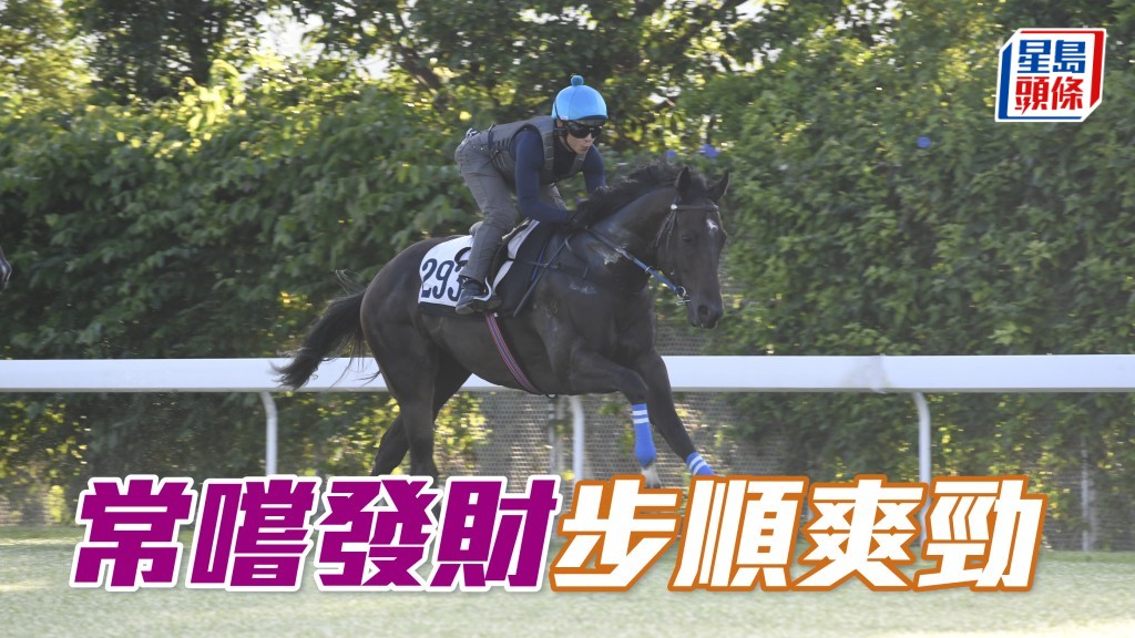 「常嚐發財」(圖) 助手踱兩圈，快慢由人試得乖巧，馬身收得壯，步順爽勁神態暢旺，持續進步朝氣勃勃。