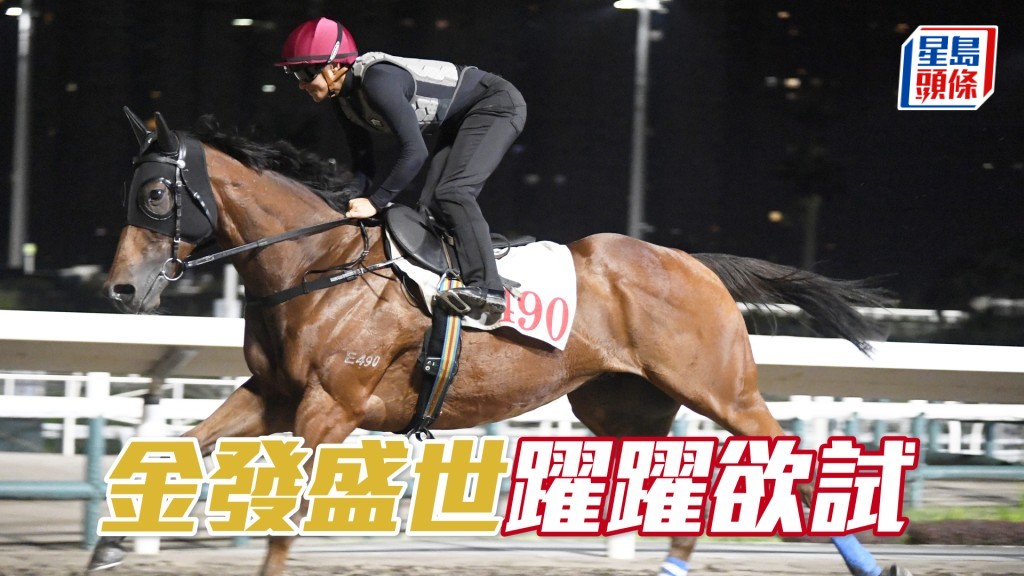  「金發盛世」暗火湧現身靚色潤，論態出色。