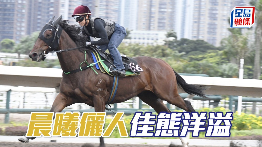 「晨曦儷人」步伐穩健力度足夠，雙目炯炯有神。