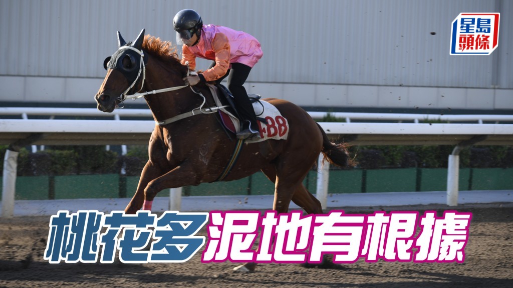 「桃花多」在港不少同母馬能贏泥地，若本身性能遺傳自下線，估計必可應付此場地。