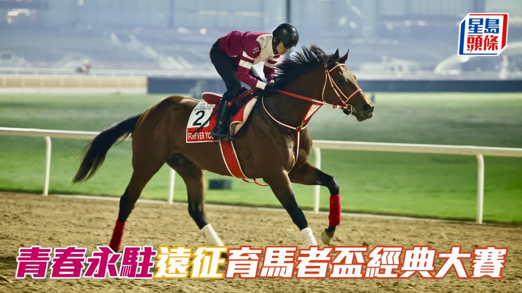 「青春永駐」(圖) 遠征育馬者盃經典大賽,力攻北美獎金最高賽事。