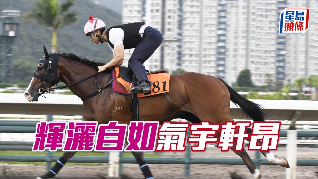 「辉洒自如」马身收得好靓，步顺轻爽有力。