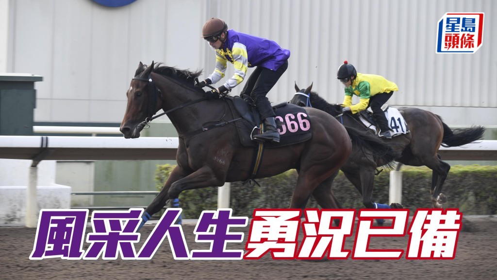 「風采人生」(圖) 近來早課淡淡定充滿朝氣，馬身好靚步輕爽，神態活潑力充足，開氣上力勇況已備。