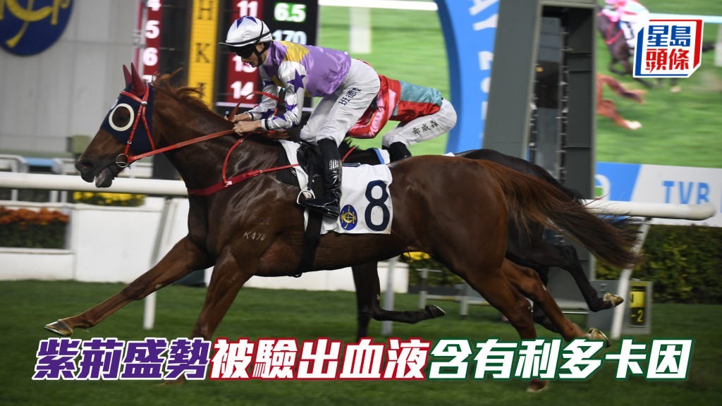 競賽董事小組接獲香港賽馬會賽事化驗所通知，表示於2026年1月11日星期日沙田賽事第十一場赤柱峽讓賽中跑獲第二名的「紫荊盛勢 」（K478），其賽後血液樣本經檢驗後，驗出含有利多卡因（Lidocaine）。