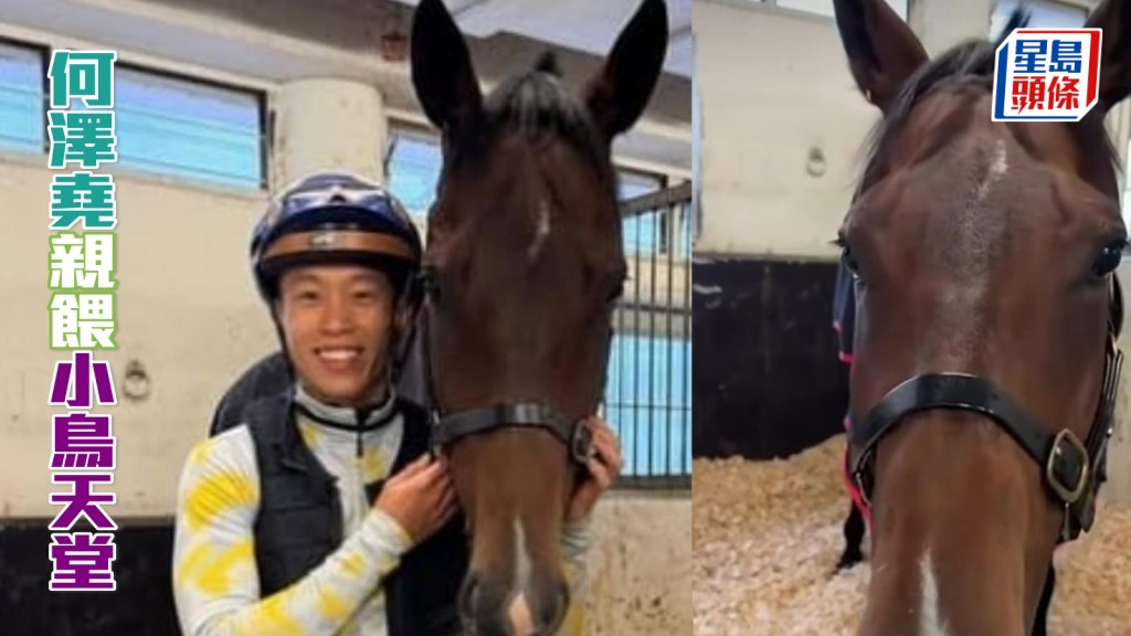 何澤堯日前在其社交平台，分享他入丁廐親自餵「小鳥天堂」吃紅蘿蔔，獎勵馬兒。短片截圖來源:何澤堯官方ig