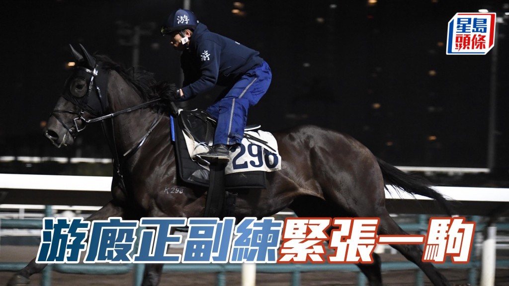 今朝「一定超」(圖) 出試後，馬匹由副練李子維牽引返倉，游達榮就在石屎路邊行邊監督，正副練同樣緊張，追捧倍添信心。