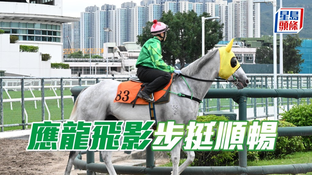 「应龙飞影」神采奕奕不逊赢马时。