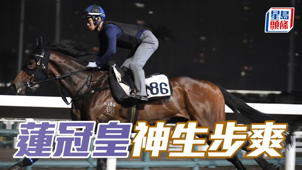 「蓮冠皇」助手踱兩圈，運步如輪豎起雙耳，神生步爽充滿朝氣，出腳力度亦足，馬身又夠粗壯實淨。
