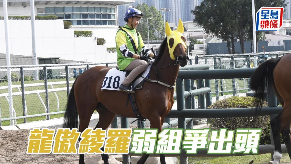 「龍傲綾羅」上仗後勁凌厲已露光，今仗對手非強可作膽。