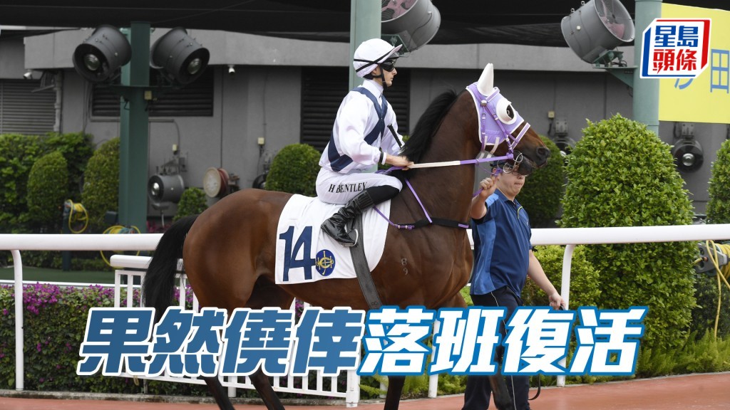 「果然僥倖」今仗對手無多，即使千二嫌短仍有勝機。