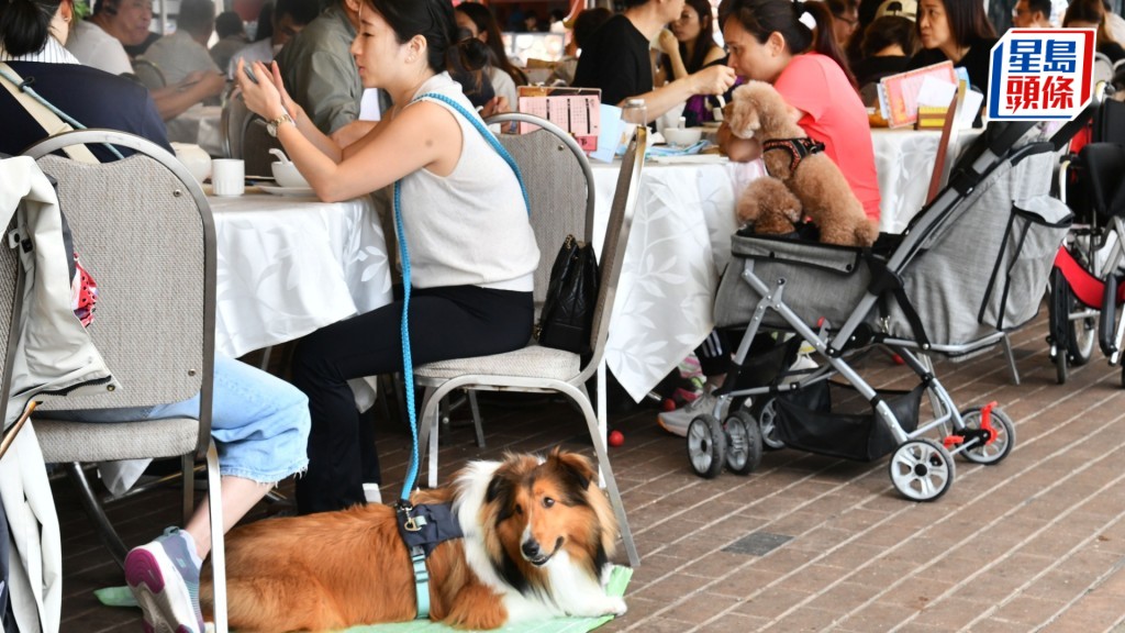食環署正接受食肆提交容許狗隻進入的申請。資料圖片