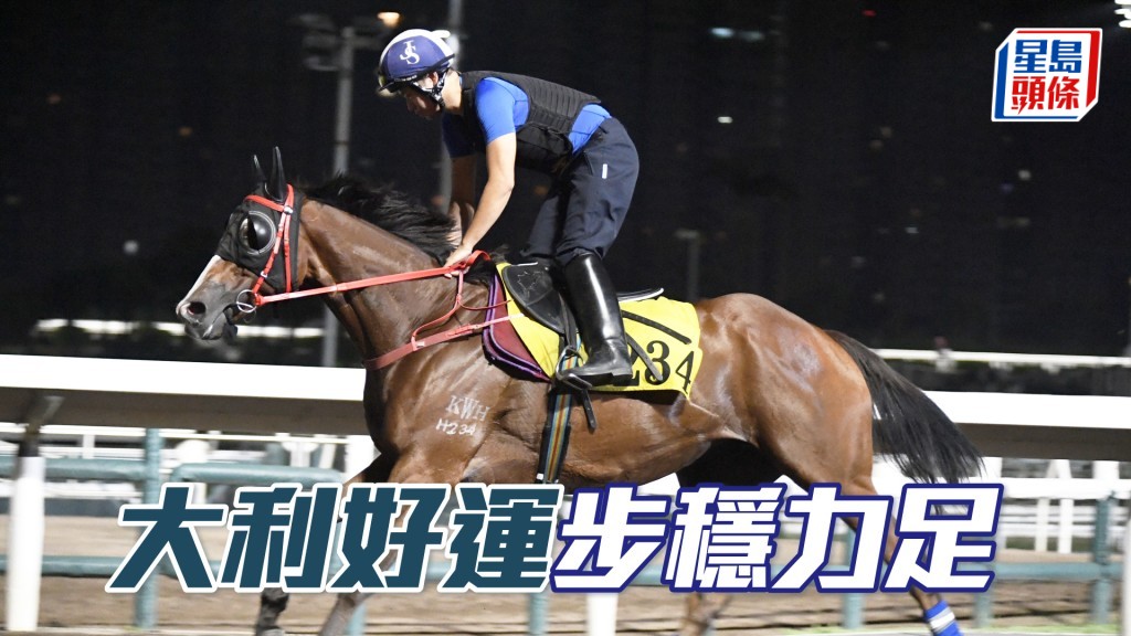 「大利好運」神態回旺身脹卜卜，蓄勢待發。