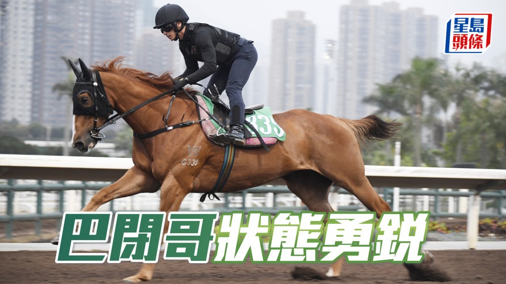 「巴閉哥」馬身依舊收得靚，狀態長期勇銳。