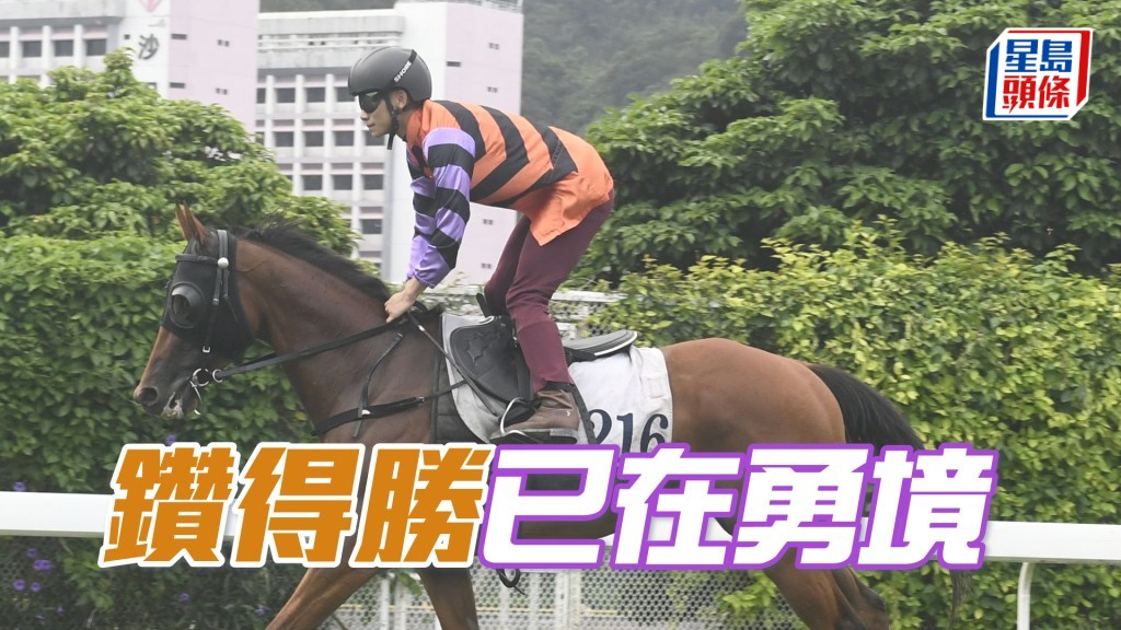 「钻得胜」神态自若双耳竖起，身靓步爽力度充足。