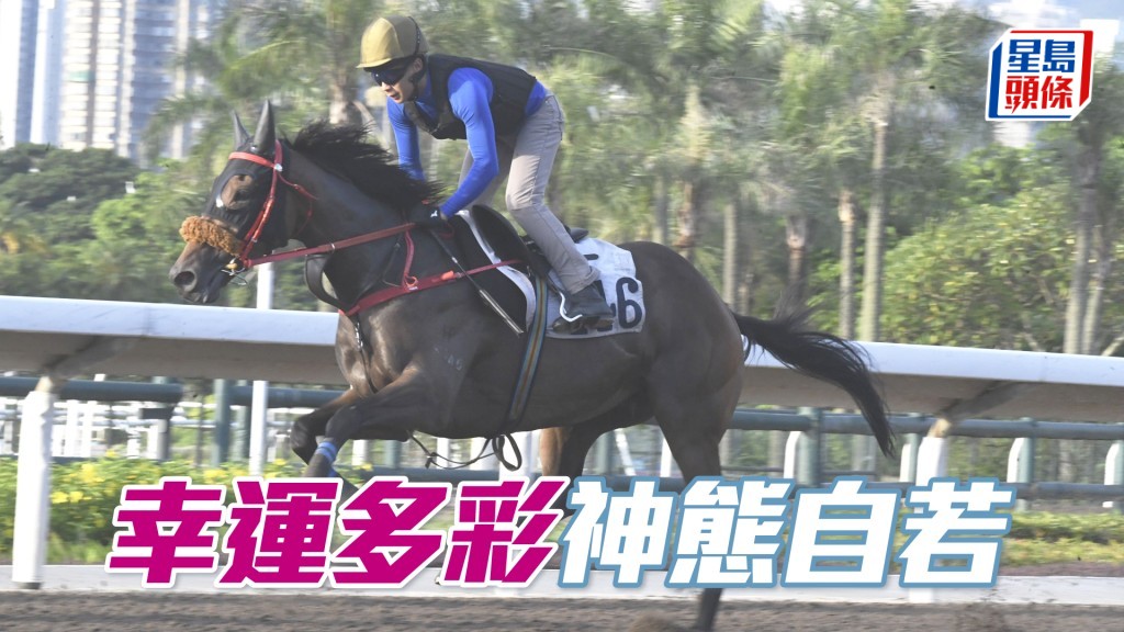 「幸運多彩」身靚力足毛色潤澤，保持理想進度。