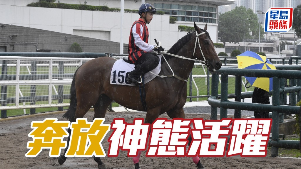 「奔放」助手踱一圈，步姿爽朗彈力亦足，毛色油潤好悅目，神態活躍呈現朝氣，處於大熟大勇境地。