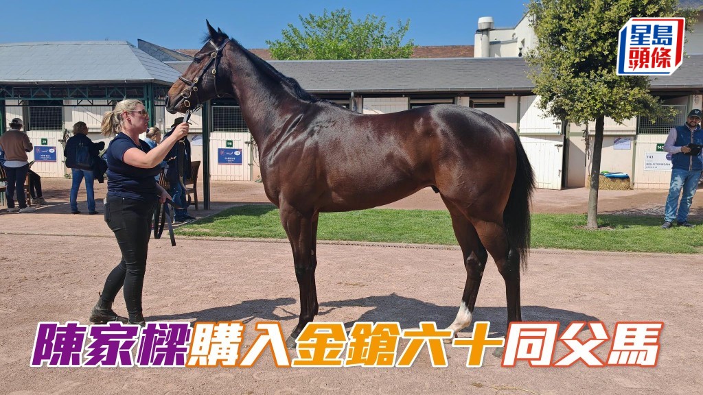 馬主陳家樑最近成功購入「金鎗六十」同父異母馬 (圖) ,將會在短期內運來香港。