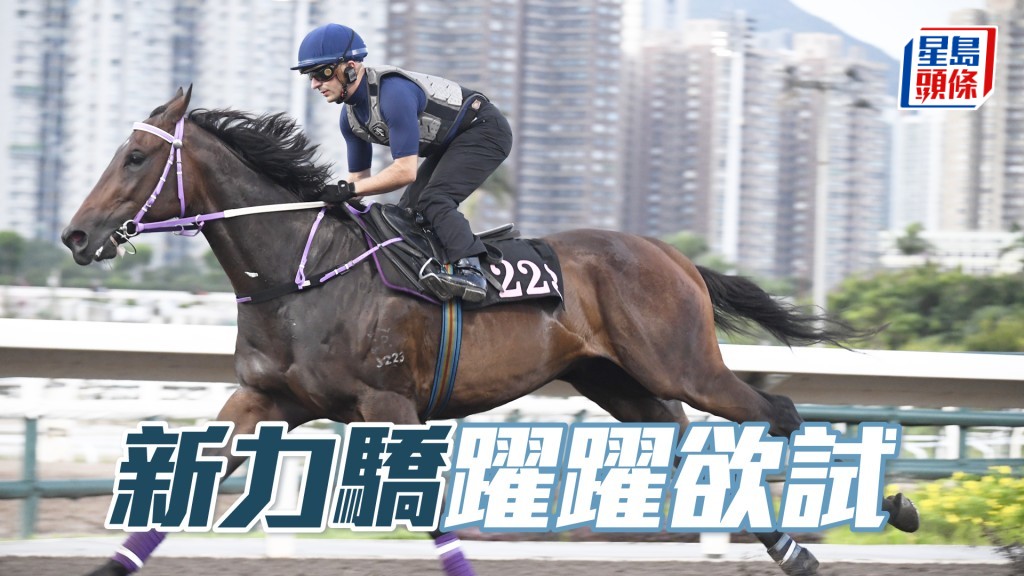 「新力驕」身靚色潤，勇態保持有餘。