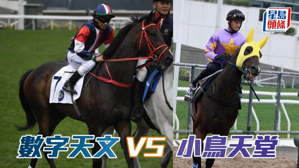 應屆香港經典一哩賽盟主「小鳥天堂」(右) 與百週年紀念銀瓶冠軍「數字天文」(左)，這兩匹明星馬將初度同場來個正面交鋒。