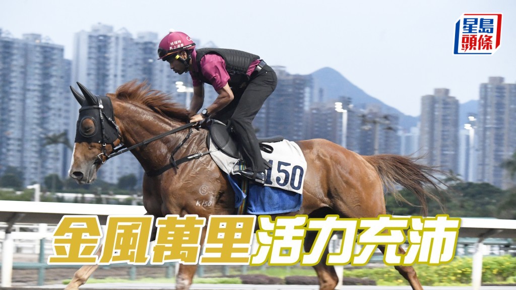 「金風萬里」神態活潑毛色金光閃閃，朝氣勃勃上佳水準。