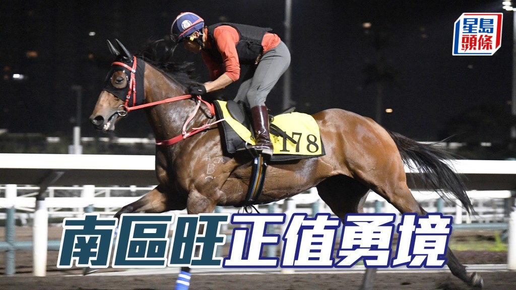  「南區旺」充滿活力好生猛，毛色亮麗目光銳利。