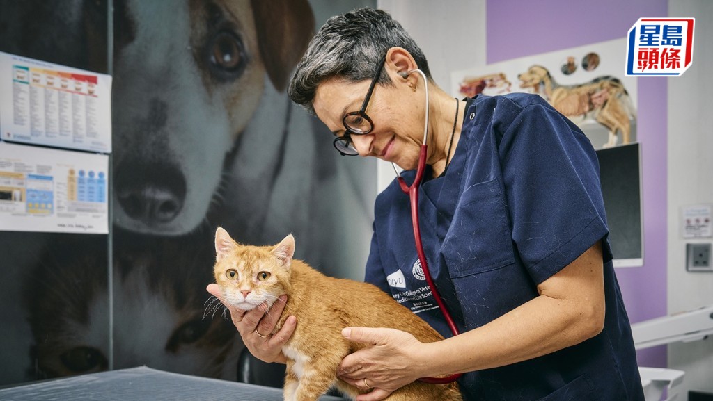 Julia Beatty表示，貓對多種人類腫瘤病毒的同源體具有特殊易感性，這使牠們在病毒致癌研究上具備獨特優勢。城大提供