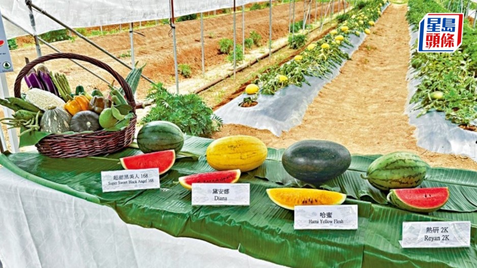「2026本地有机西瓜节」活动宣布取消。资料图片