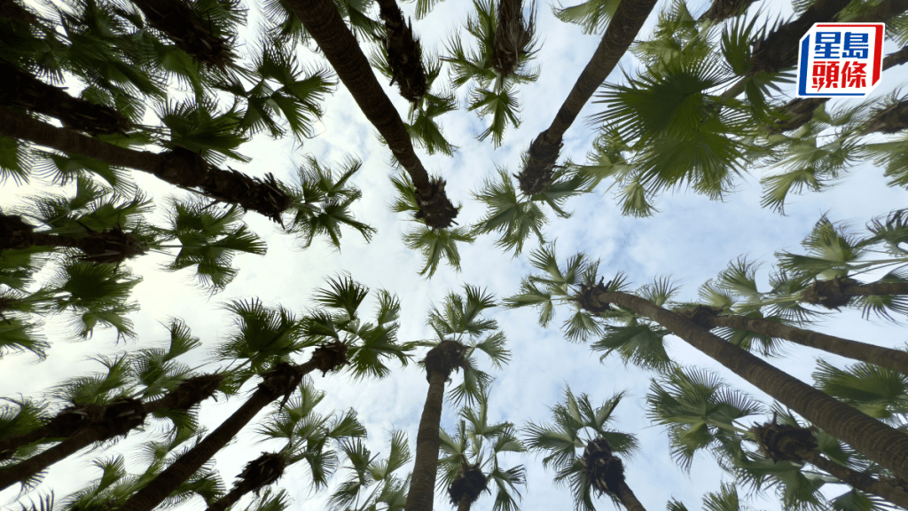 升哥打卡｜江门南坦万千葵树一望无际