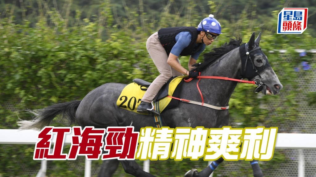 「紅海勁」極之墜手充滿火氣，灰馬身又壯碩。