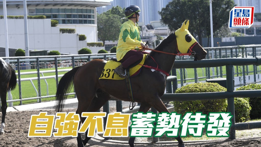 「自強不息」神生步爽活力充沛，操足而臨。