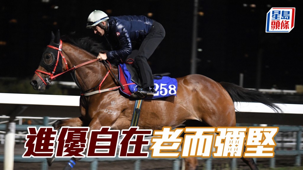 「進優自在」出腳步勁力足，毛色油潤悅目。