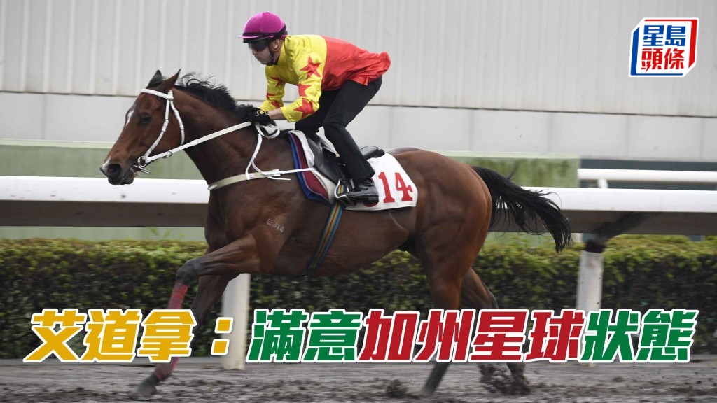 告東尼麾下的「加州星球」今晨由艾道拿策騎，在沙田參加一組泥地1200米試閘。