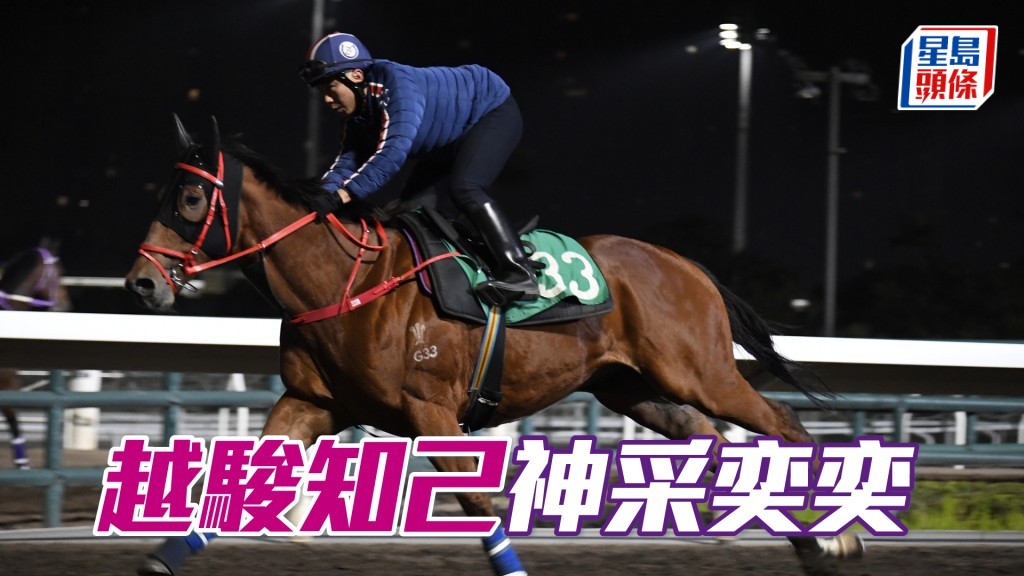 「越駿知己」馬身收得壯碩，近況對辦。