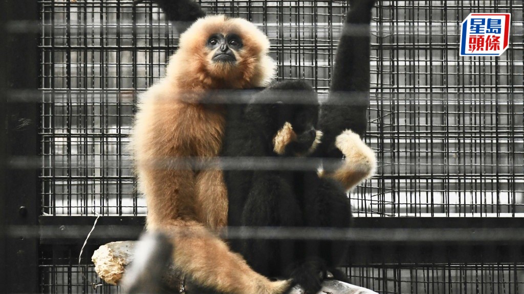 香港動植物公園園內累計已有11隻猴子死亡。