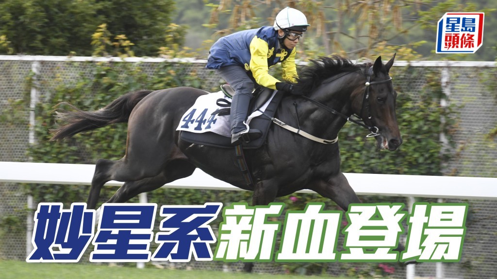 葉克勇的兒子葉仁晉在港首匹名下的馬「凝妙星」(圖),將在周三晚在港初出跑第七場,且看能否為葉家帶來驚喜。