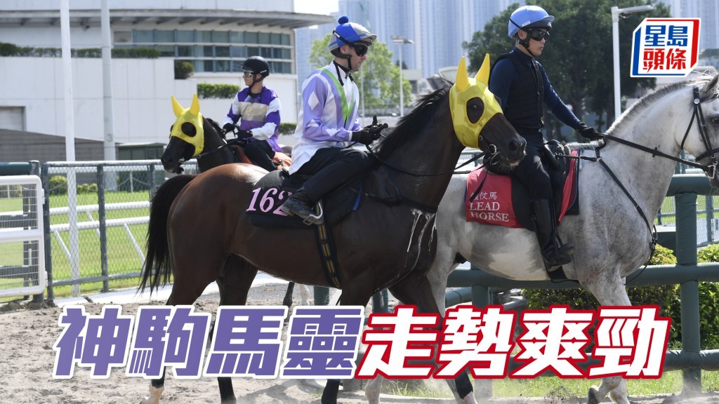 晨光追擊│「神駒馬靈」走勢爽勁