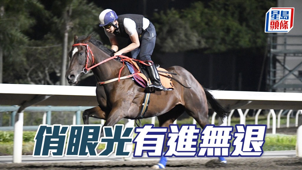 「俏眼光」充滿活力好生猛，毛色亮麗目光銳利。