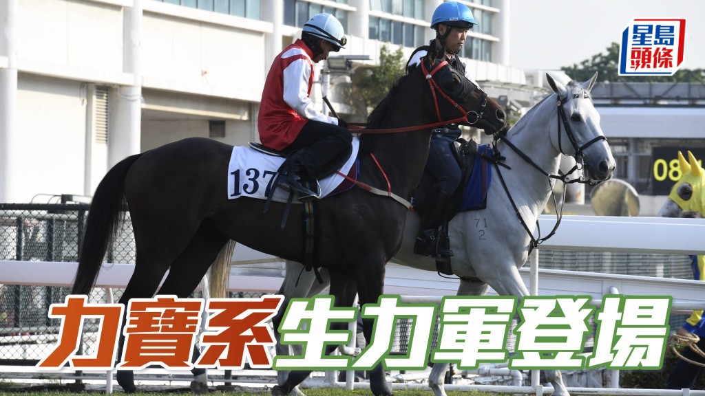 「力寶」系馬主林子雲醫生，名下新馬「嘉力寶」(圖) 將出戰第七場四班千四米。