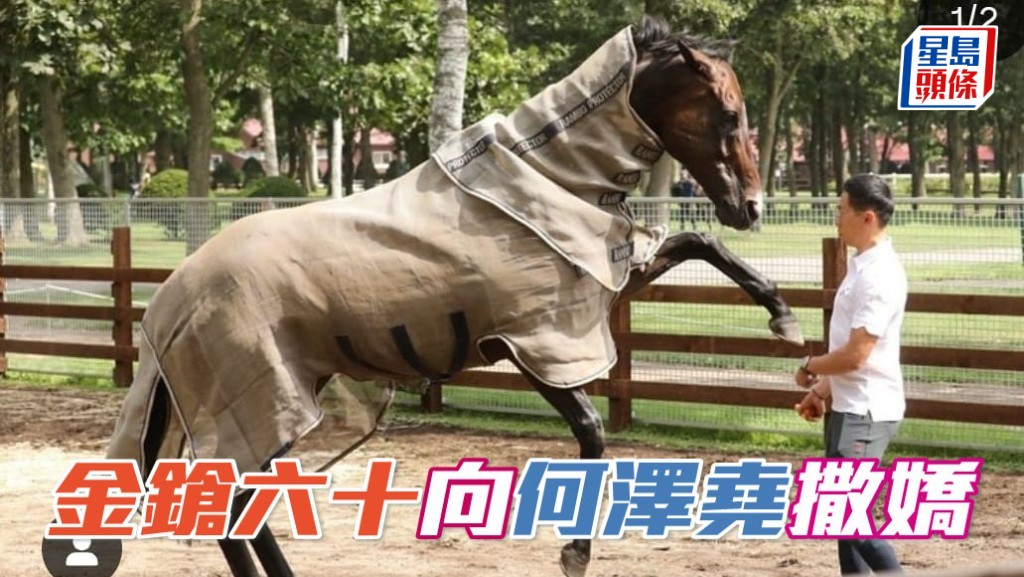 何澤堯與「金鎗六十」玩耍，向來霸氣十足的馬王，更不時把頭伸向何澤堯撒嬌。 (相片來源：香港馬會ig，「金鎗六十」馬主陳家樑提供，呂健威馬房ig, vincentho.official IG）