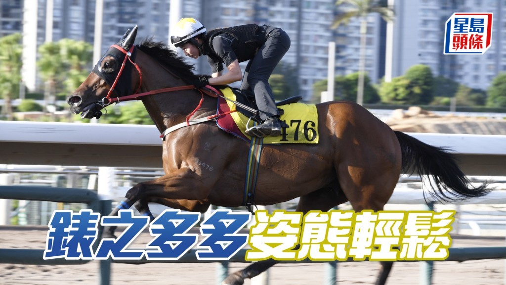 「錶之多多」毛色有光澤金光閃閃，神態理想觀感不俗。