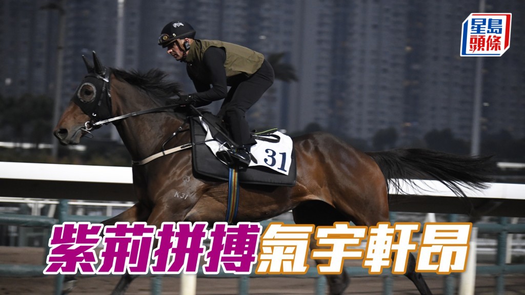 「紫荊拼搏」馬身收得好靚好實淨，朝氣勃勃。