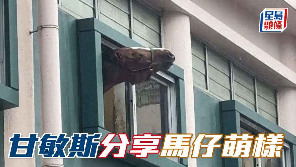 甘敏斯分享馬仔萌樣    相片來源：甘敏斯IG