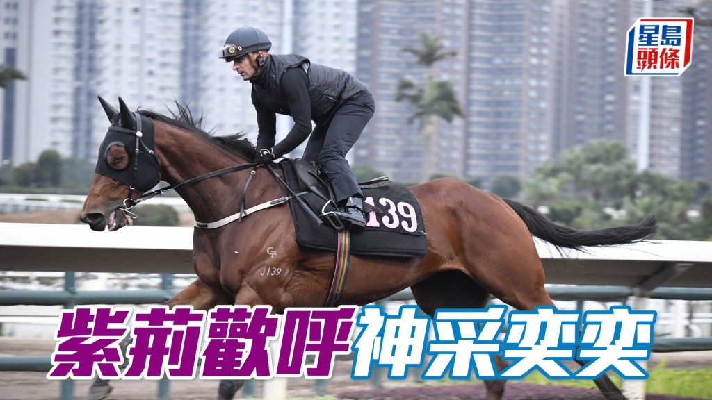 「紫荆欢呼」近日出试时翻步急劲有力，神采奕奕仍具好感。