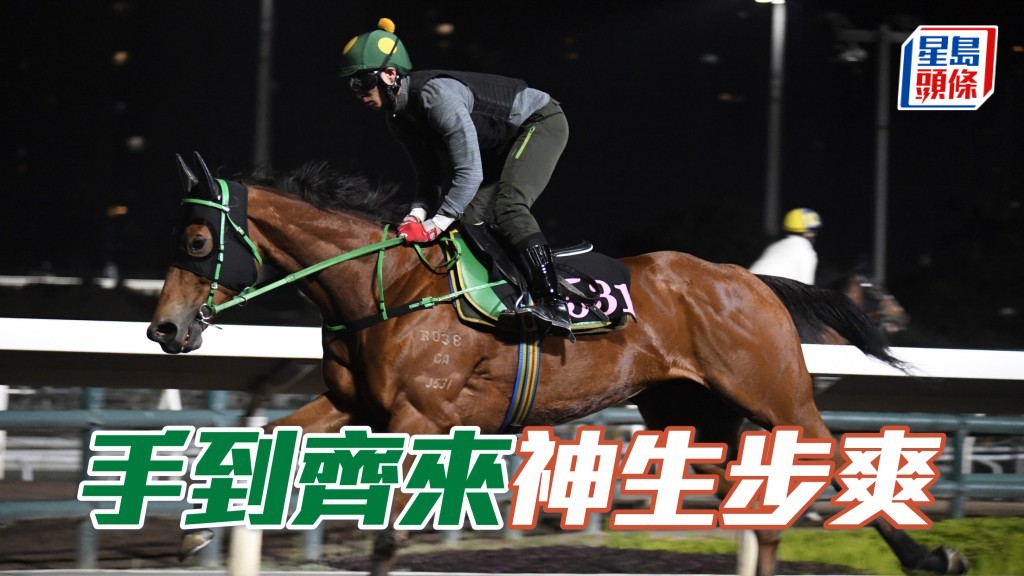 「手到齊來」助手踱一圈，馬身壯到不得了，試來神生步爽充滿霸氣，狀態托弗。